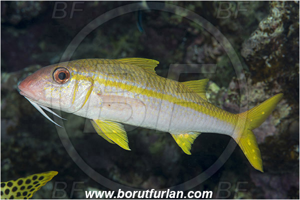 Sharm el Sheikh, Sinai, Egypt, Red sea, Mulloidichthys vanicolensis, Mulloidichthys, Mullidae, Yellowfin Goatfish, Goatfish, Fish