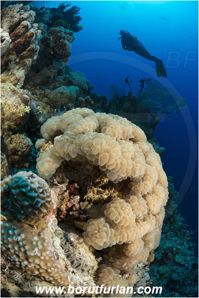 Ras Muhammad, Sinai, Egypt, Red sea, Plerogyra sinuosa, Plerogyra, Scleractinia, Bubble coral, Coral, Cnidaria, Cnidarian, Reef, Wall, Diver