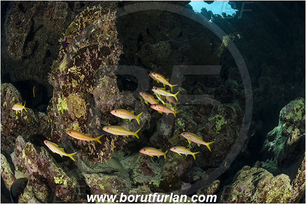 Ras Muhammad, Sinai, Egypt, Red sea, Mulloidichthys vanicolensis, Mulloidichthys, Mullidae, Yellowfin Goatfish, Goatfish, Fish, Fish school