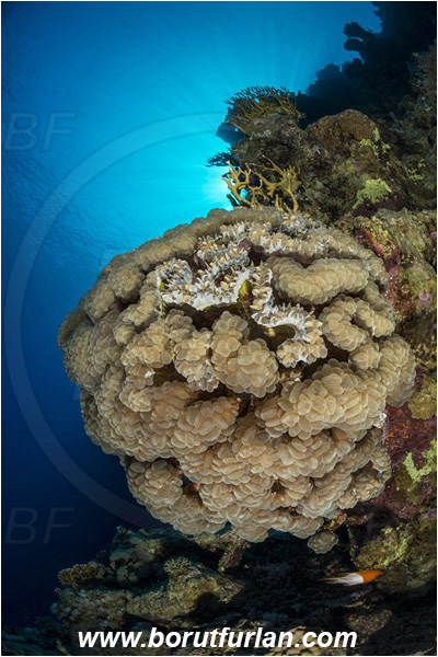Ras Muhammad, Sinai, Egypt, Red sea, Plerogyra sinuosa, Plerogyra, Scleractinia, Bubble coral, Coral, Cnidaria, Cnidarian, Reef, Wall