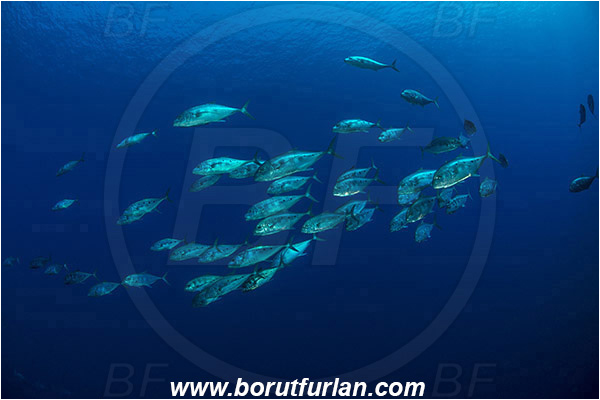 Ras Muhammad, Sinai, Egypt, Red sea, Carangoides fulvoguttatus, Carangoides, Carangidae, Yellowspotted Trevally, Trevally, Fish, Fish school