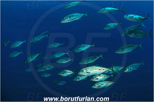 Ras Muhammad, Sinai, Egypt, Red sea, Carangoides fulvoguttatus, Carangoides, Carangidae, Yellowspotted Trevally, Trevally, Fish, Fish school