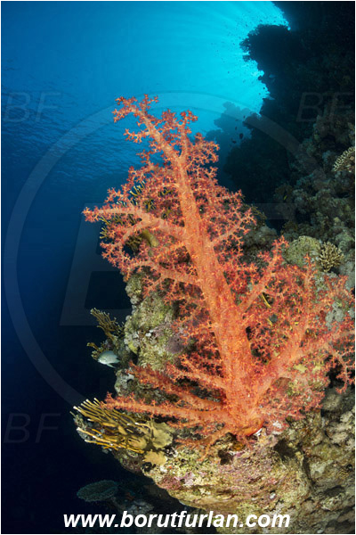 Ras Muhammad, Sinai, Egypt, Red sea, Dendronephthya sp., Dendronephthya, Nephtheidae, Soft coral, Coral, Anthozoa, Cnidaria, Cnidarian, Reef, Diver