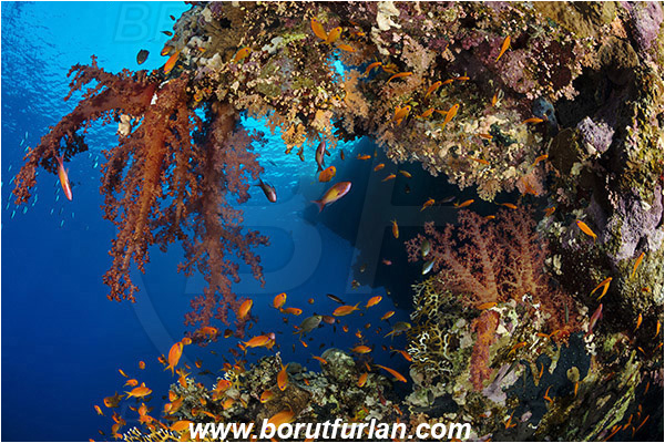 Ras Muhammad, Sinai, Egypt, Red sea, Dendronephthya sp., Dendronephthya, Nephtheidae, Soft coral, Coral, Anthozoa, Cnidaria, Cnidarian, Reef, Wall