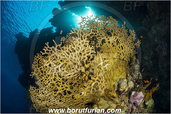 Ras Muhammad, Sinai, Egypt, Red sea, Millepora dichotoma, Millepora, Milleporidae, Hydrozoa, Cnidaria, Cnidarian, Net fire coral, Fire coral, Reef, Wall