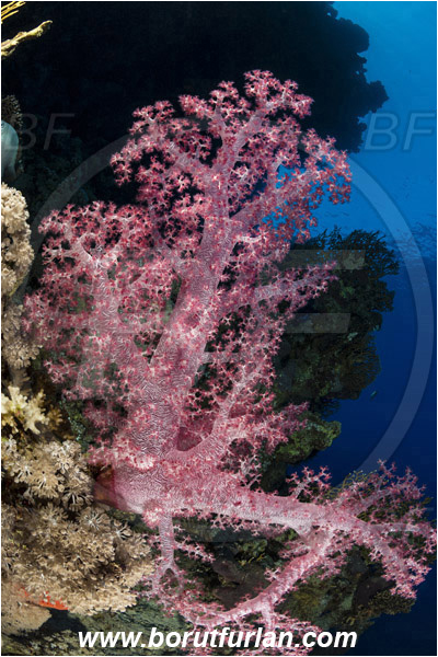 Ras Muhammad, Sinai, Egypt, Red sea, Dendronephthya sp., Dendronephthya, Nephtheidae, Soft coral, Coral, Anthozoa, Cnidaria, Cnidarian, Reef, Wall