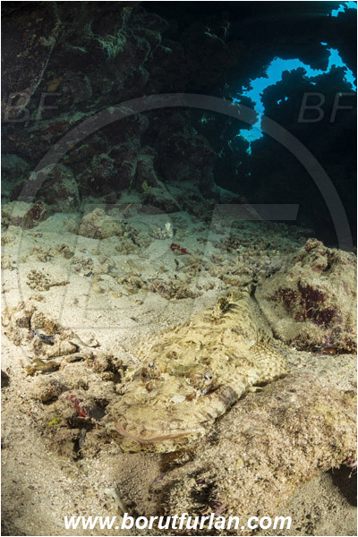 Ras Muhammad, Sinai, Egypt, Red sea, Papilloculiceps longiceps, Papilloculiceps, Platycephalidae, Tentacled flathead, Flathead, Fish, Reef, Cave