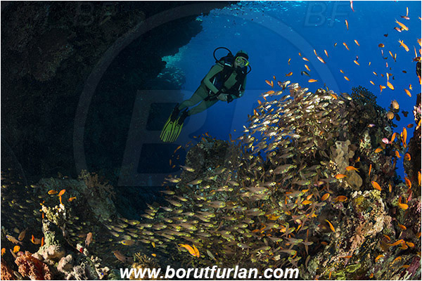 Ras Muhammad, Sinai, Egypt, Red sea, Reef, Parapriacanthus ransonneti, Parapriacanthus, Pempheridae, Glassfish, Glassy sweeper, Sweeper, Fish, Fish school, Diver