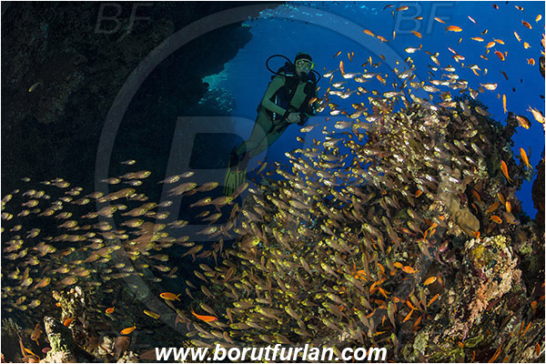 Ras Muhammad, Sinai, Egypt, Red sea, Reef, Parapriacanthus ransonneti, Parapriacanthus, Pempheridae, Glassfish, Glassy sweeper, Sweeper, Fish, Fish school, Diver