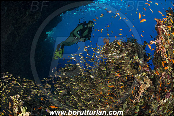 Ras Muhammad, Sinai, Egypt, Red sea, Reef, Parapriacanthus ransonneti, Parapriacanthus, Pempheridae, Glassfish, Glassy sweeper, Sweeper, Fish, Fish school, Diver