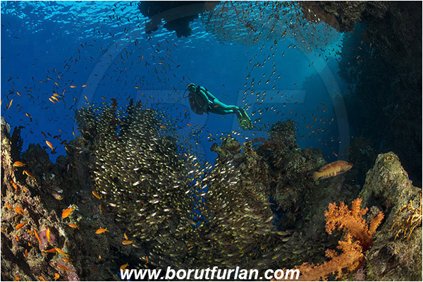 Ras Muhammad, Sinai, Egypt, Red sea, Dendronephthya sp., Dendronephthya, Nephtheidae, Soft coral, Coral, Anthozoa, Cnidaria, Cnidarian, Reef, Parapriacanthus ransonneti, Parapriacanthus, Pempheridae, Glassfish, Glassy sweeper, Sweeper, Fish, Fish school, Diver