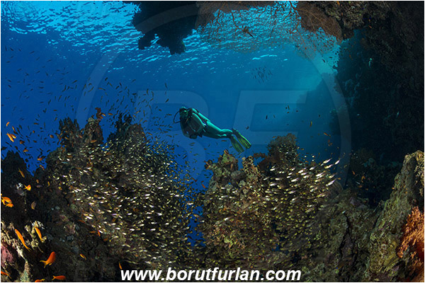Ras Muhammad, Sinai, Egypt, Red sea, Reef, Parapriacanthus ransonneti, Parapriacanthus, Pempheridae, Glassfish, Glassy sweeper, Sweeper, Fish, Fish school, Diver