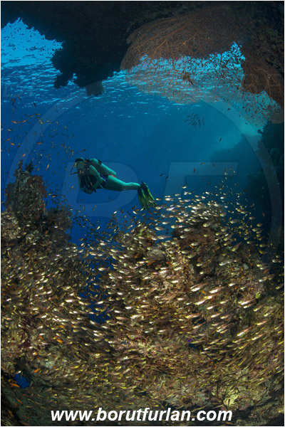 Ras Muhammad, Sinai, Egypt, Red sea, Annella mollis, Annella, Subergorgiidae, Gorgonian Sea Fan, Giant Sea Fan, Gorgonia, Sea fan, Coral, Cnidaria, Cnidarian, Reef, Parapriacanthus ransonneti, Parapriacanthus, Pempheridae, Glassfish, Glassy sweeper, Sweeper, Fish, Fish school, Diver