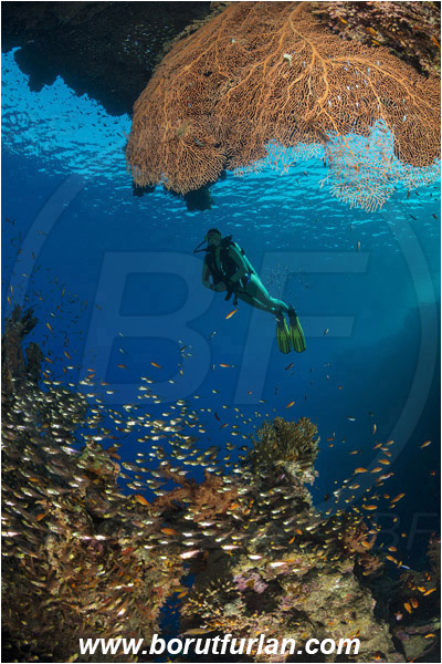 Ras Muhammad, Sinai, Egypt, Red sea, Annella mollis, Annella, Subergorgiidae, Gorgonian Sea Fan, Giant Sea Fan, Gorgonia, Sea fan, Coral, Cnidaria, Cnidarian, Reef, Parapriacanthus ransonneti, Parapriacanthus, Pempheridae, Glassfish, Glassy sweeper, Sweeper, Fish, Fish school, Diver