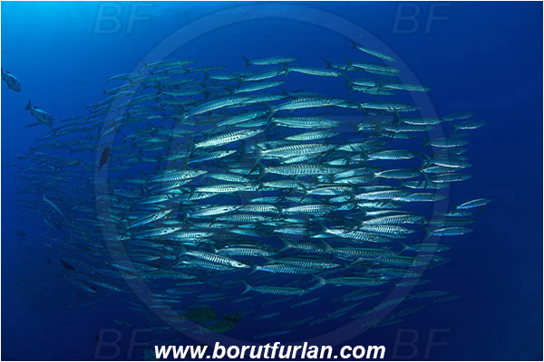 Ras Muhammad, Sinai, Egypt, Red sea, Sphyraena jello, Sphyraena, Sphyraenidae, Pickhandlel Barracuda, Barracuda, Fish, Fish school