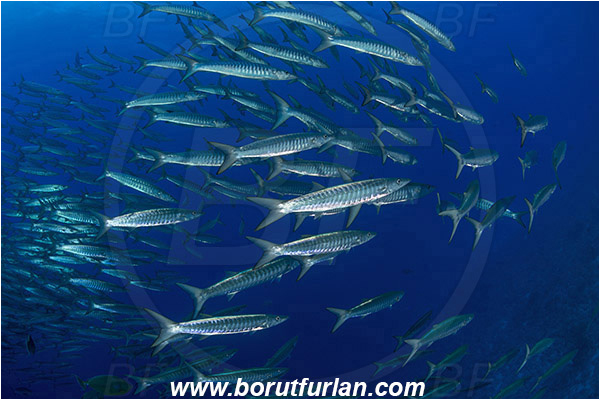 Ras Muhammad, Sinai, Egypt, Red sea, Sphyraena jello, Sphyraena, Sphyraenidae, Pickhandlel Barracuda, Barracuda, Fish, Fish school