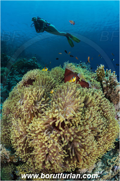 Ras Muhammad, Sinai, Egypt, Red sea, Heteractis magnifica, Heteractis, Stichodactylidae, Magnificent Sea Anemone, Anemone, Anthozoa, Cnidaria, Cnidarian, Reef, Amphiprion bicinctus, Amphiprion, Pomacentridae, Red Sea Anemonefish, Anemonefish, Red sea Clownfish, Clownfish, Fish, Diver