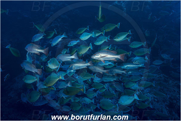 Ras Muhammad, Sinai, Egypt, Red sea, Naso unicornis, Naso, Acanthuridae, Bluespine unicornfish, Unicornfish, Surgeonfish, Fish, Fish school, Reef, Lutjanus bohar, Lutjanus, Lutjanidae, Two-spot red snapper, Snapper