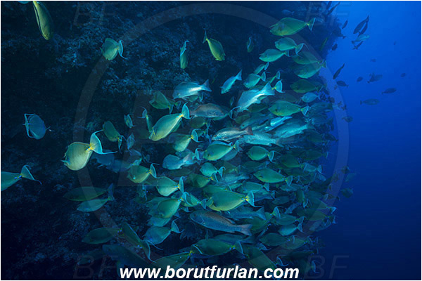 Ras Muhammad, Sinai, Egypt, Red sea, Naso unicornis, Naso, Acanthuridae, Bluespine unicornfish, Unicornfish, Surgeonfish, Fish, Fish school, Reef