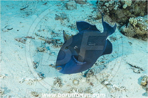 Ras Muhammad, Sinai, Egypt, Red sea, Pseudobalistes fuscus, Pseudobalistes, Balistidae, Blue triggerfish, Triggerfish, Fish
