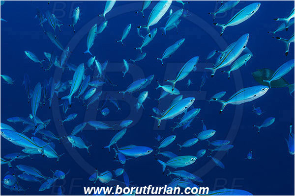 Ras Muhammad, Sinai, Egypt, Red sea, Caesio suevica, Caesio, Caesionidae, Suez Fusilier, Fusilier, Fish, Fish school