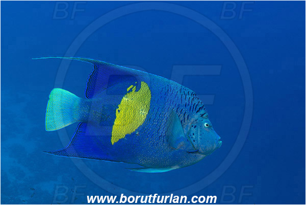 Ras Muhammad, Sinai, Egypt, Red sea, Pomacanthus maculosus, Pomacanthus, Yellowbar angelfish, Angelfish, Pomacanthidae, Fish