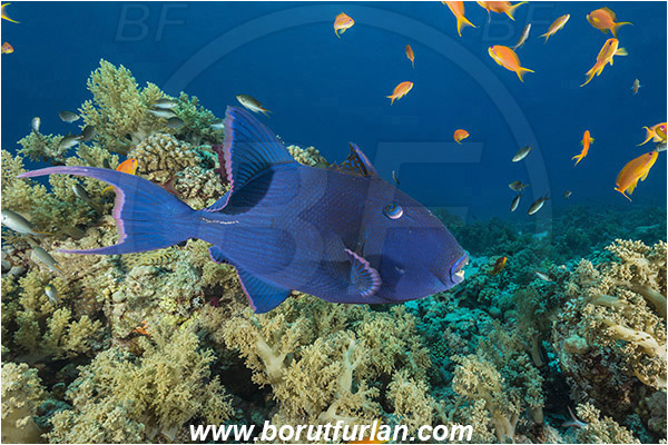 Ras Muhammad, Sinai, Egypt, Red sea, Pseudobalistes fuscus, Pseudobalistes, Balistidae, Blue triggerfish, Triggerfish, Fish, Reef