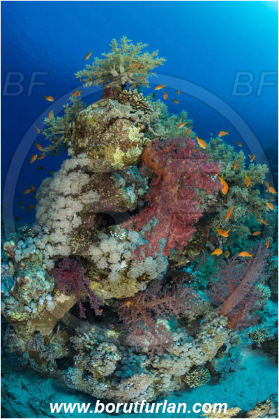 Ras Muhammad, Sinai, Egypt, Red sea, Dendronephthya sp., Dendronephthya, Nephtheidae, Soft coral, Coral, Anthozoa, Cnidaria, Cnidarian, Reef