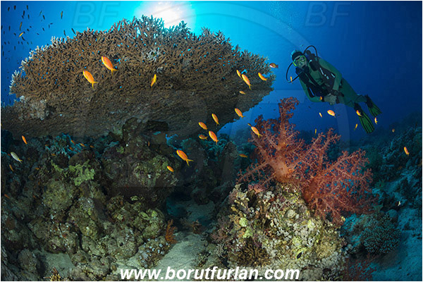Ras Muhammad, Sinai, Egypt, Red sea, Dendronephthya sp., Dendronephthya, Nephtheidae, Soft coral, Acropora hyacinthus, Acropora, Acroporidae, Table Coral, Coral, Anthozoa, Cnidaria, Cnidarian, Reef, Diver