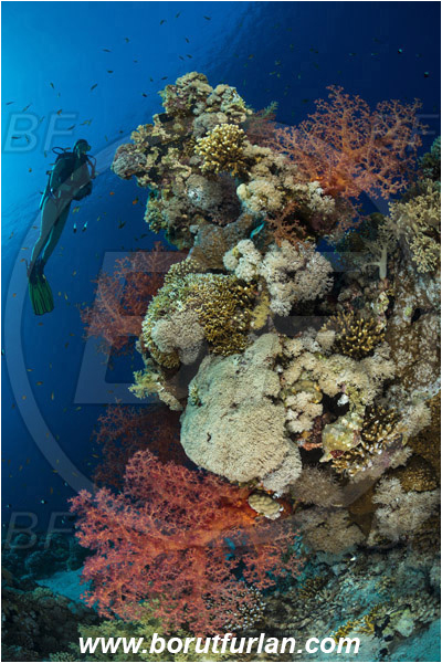 Ras Muhammad, Sinai, Egypt, Red sea, Dendronephthya sp., Dendronephthya, Nephtheidae, Soft coral, Coral, Anthozoa, Cnidaria, Cnidarian, Reef, Diver