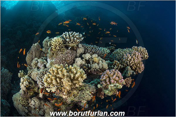 Ras Muhammad, Sinai, Egypt, Red sea, Hard coral, Coral, Anthozoa, Cnidaria, Cnidarian, Reef, Pseudanthias squamipinnis, Pseudanthias, Serranidae, Lyretail Anthias, Sea goldie, Anthias, Fish, Fish school
