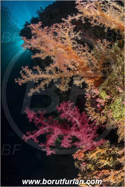 Ras Muhammad, Sinai, Egypt, Red sea, Dendronephthya sp., Dendronephthya, Nephtheidae, Soft coral, Coral, Anthozoa, Cnidaria, Cnidarian, Reef, Wall