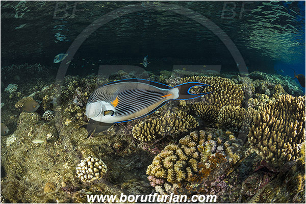 Ras Muhammad, Sinai, Egypt, Red sea, Acanthurus sohal, Acanthurus, Acanthuridae, Sohal surgeonfish, Surgeonfish, Fish, Reef