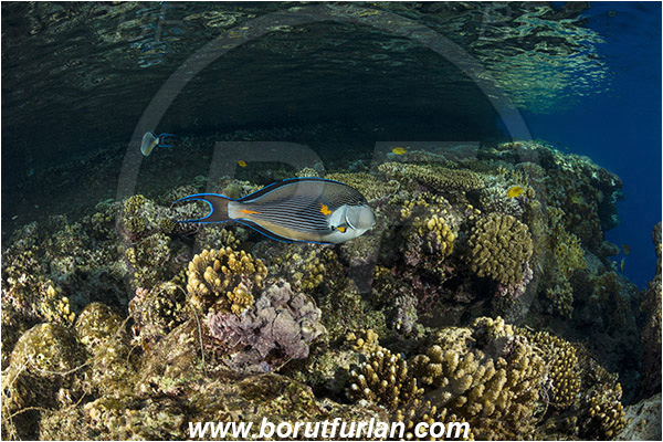 Ras Muhammad, Sinai, Egypt, Red sea, Acanthurus sohal, Acanthurus, Acanthuridae, Sohal surgeonfish, Surgeonfish, Fish, Reef