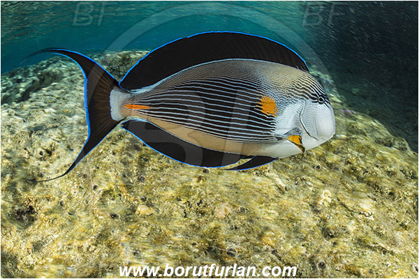 Ras Muhammad, Sinai, Egypt, Red sea, Acanthurus sohal, Acanthurus, Acanthuridae, Sohal surgeonfish, Surgeonfish, Fish, Reef