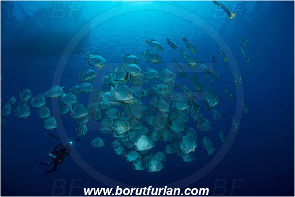 Ras Muhammad, Sinai, Egypt, Red sea, Platax orbicularis, Platax, Ephippidae, Round Batfish, Orbicular batfish, Batfish, Fish, Fish school, Diver, Underwater photographer