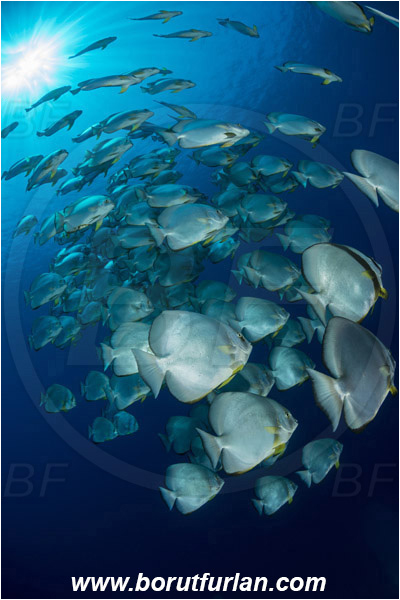 Ras Muhammad, Sinai, Egypt, Red sea, Platax orbicularis, Platax, Ephippidae, Round Batfish, Orbicular batfish, Batfish, Fish, Fish school