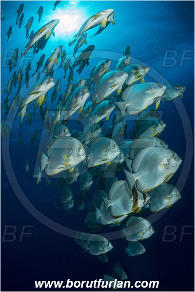 Ras Muhammad, Sinai, Egypt, Red sea, Platax orbicularis, Platax, Ephippidae, Round Batfish, Orbicular batfish, Batfish, Fish, Fish school