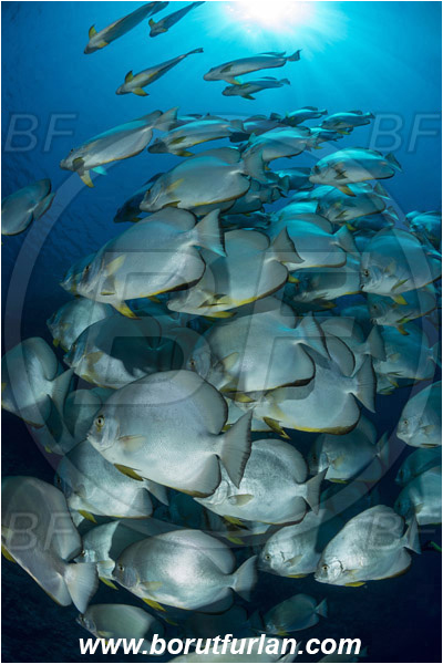 Ras Muhammad, Sinai, Egypt, Red sea, Platax orbicularis, Platax, Ephippidae, Round Batfish, Orbicular batfish, Batfish, Fish, Fish school