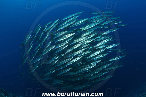Ras Muhammad, Sinai, Egypt, Red sea, Sphyraena jello, Sphyraena, Sphyraenidae, Pickhandlel Barracuda, Barracuda, Fish, Fish school