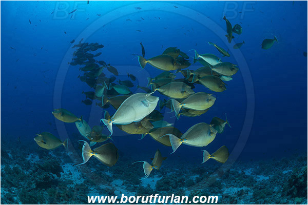 Ras Muhammad, Sinai, Egypt, Red sea, Naso unicornis, Naso, Acanthuridae, Bluespine unicornfish, Unicornfish, Surgeonfish, Fish, Fish school, Reef