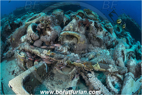 Ras Muhammad, Sinai, Egypt, Red sea, Yolanda wreck, Toilets, Reef