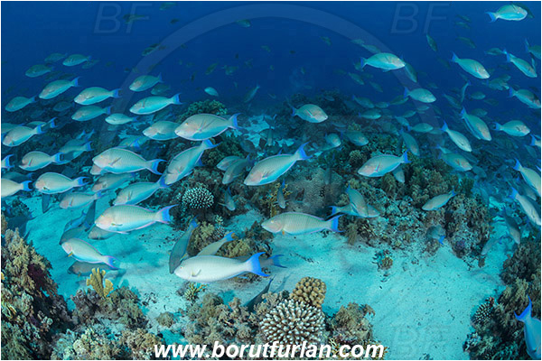 Ras Muhammad, Sinai, Egypt, Red sea, Hipposcarus harid, Hipposcarus, Scaridae, Indian Longnose Parrotfish, Longnose Parrotfish, Parrotfish, Fish, Fish school, Reef