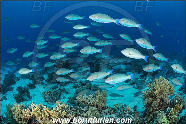 Ras Muhammad, Sinai, Egypt, Red sea, Hipposcarus harid, Hipposcarus, Scaridae, Indian Longnose Parrotfish, Longnose Parrotfish, Parrotfish, Fish, Fish school, Reef