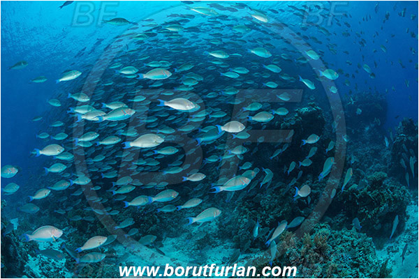 Ras Muhammad, Sinai, Egypt, Red sea, Hipposcarus harid, Hipposcarus, Scaridae, Indian Longnose Parrotfish, Longnose Parrotfish, Parrotfish, Fish, Fish school, Reef