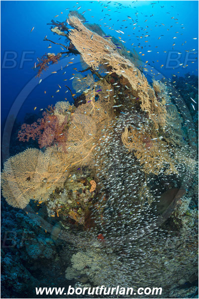 Ras Ghozlani, Sinai, Egypt, Red sea, Annella mollis, Annella, Subergorgiidae, Gorgonian Sea Fan, Giant Sea Fan, Gorgonia, Sea fan, Coral, Cnidaria, Cnidarian, Reef, Parapriacanthus ransonneti, Parapriacanthus, Pempheridae, Glassfish, Glassy sweeper, Sweeper, Fish, Fish school