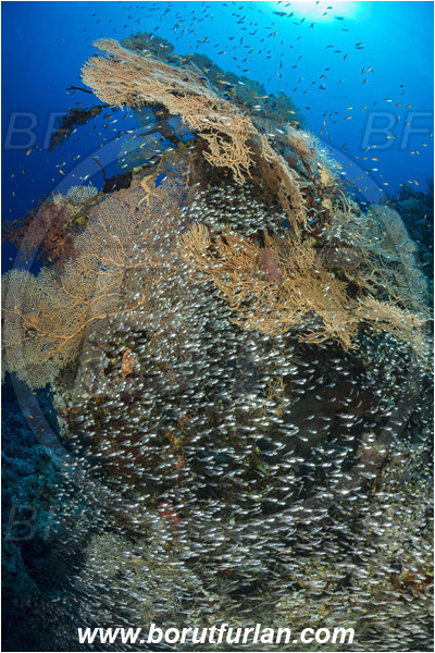 Ras Ghozlani, Sinai, Egypt, Red sea, Annella mollis, Annella, Subergorgiidae, Gorgonian Sea Fan, Giant Sea Fan, Gorgonia, Sea fan, Coral, Cnidaria, Cnidarian, Reef, Parapriacanthus ransonneti, Parapriacanthus, Pempheridae, Glassfish, Glassy sweeper, Sweeper, Fish, Fish school