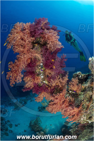 Ras Ghozlani, Sinai, Egypt, Red sea, Dendronephthya sp., Dendronephthya, Nephtheidae, Soft coral, Coral, Anthozoa, Cnidaria, Cnidarian, Reef, Diver