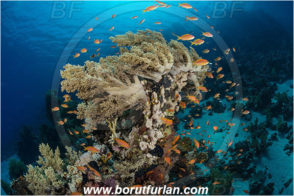Ras Ghozlani, Sinai, Egypt, Red sea, Cnidaria, Cnidarian, Reef, Litophyton arboreum, Litophyton, Nephtheidae, Broccoli coral, Soft coral, Coral, Anthozoa