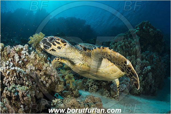 Ras Ghozlani, Sinai, Egypt, Red sea, Chelonia mydas, Cheloniidae, Reptilia, Reptilian, Green Sea Turtle, Turtle, Reef